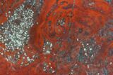 Polished Stromatolite (Collenia) - Minnesota #126085-1